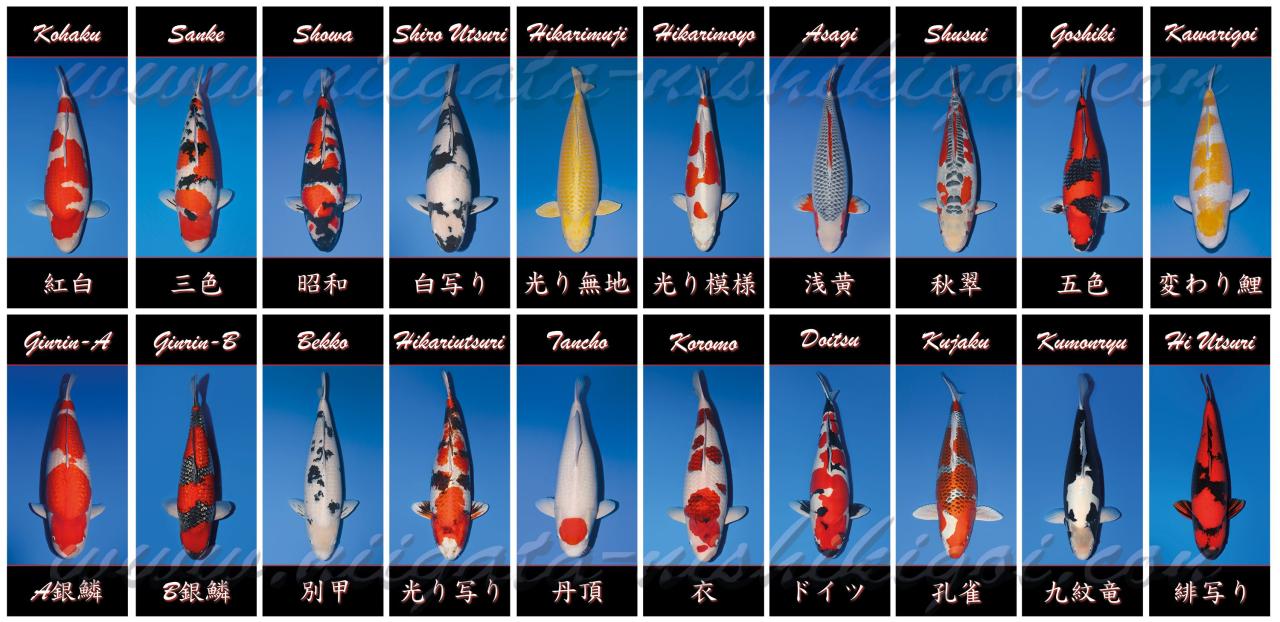 How to identify koi fish varieties