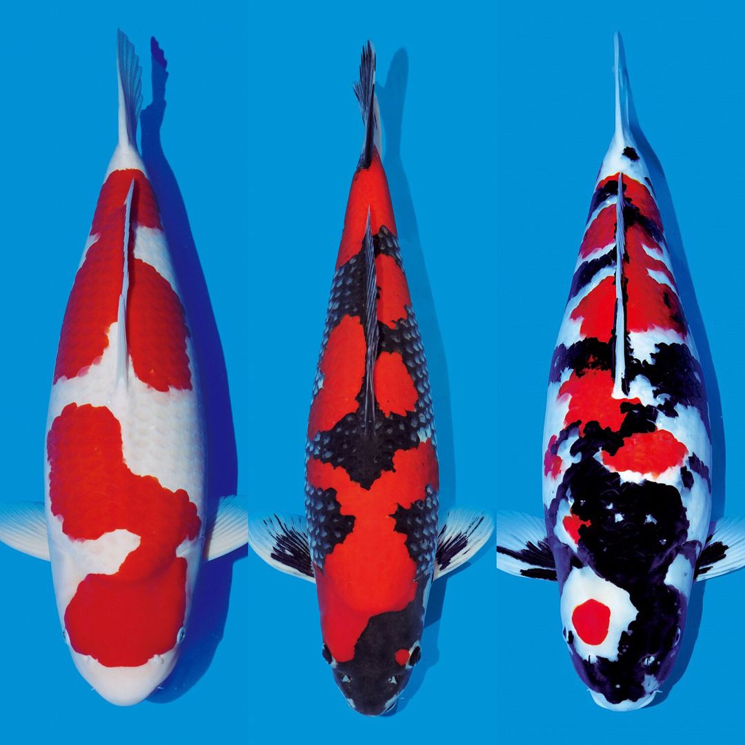 How to identify koi fish varieties