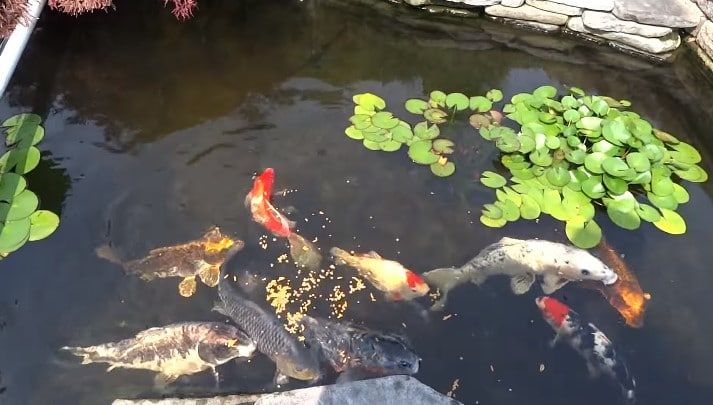 What to Feed Koi Fish? Ultimate Guide Koi Fish Feeding | Fish feed, Koi ...