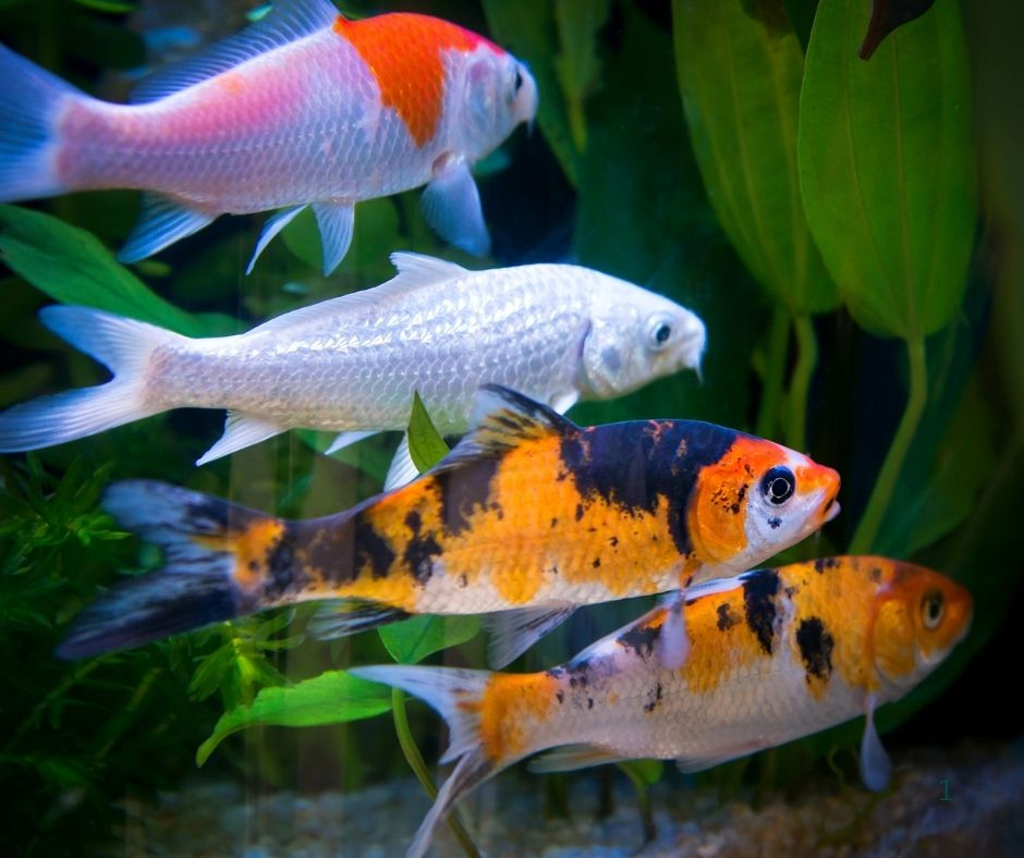 How Do You Treat Fungal Koi? [2025 Guide] - Gold Koi Fish