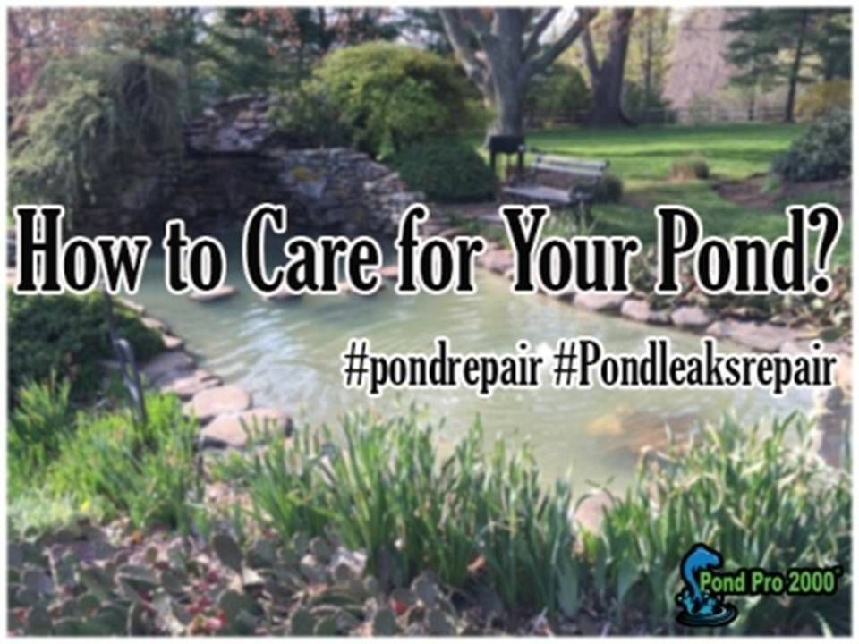 Fish pond repair pond leaks repair pond pro 2000 – Artofit