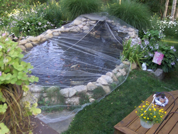 KOI pond netted from the Osprey--gardens around it are thriving. | Pond ...