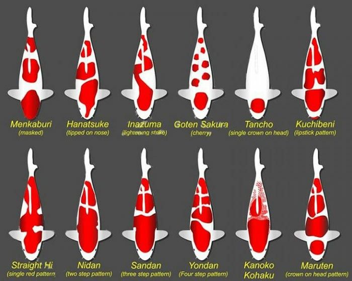 How to Identify Your Koi Fish: A Comprehensive Guide – SANADROP How to Identify Your Koi Fish: A Comprehensive Guide – SANADROP