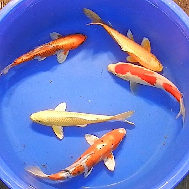 HOW TO ACCLIMATE NEW KOI AND OTHER FISH TO YOUR POND OR AQUARIUM
