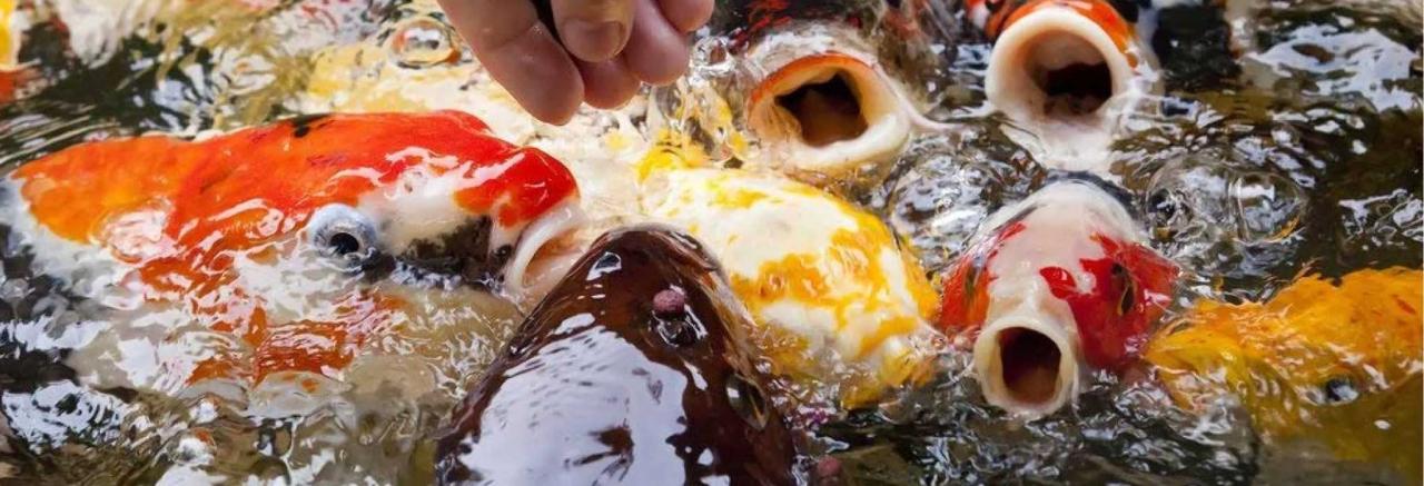 How to acclimate your new fish