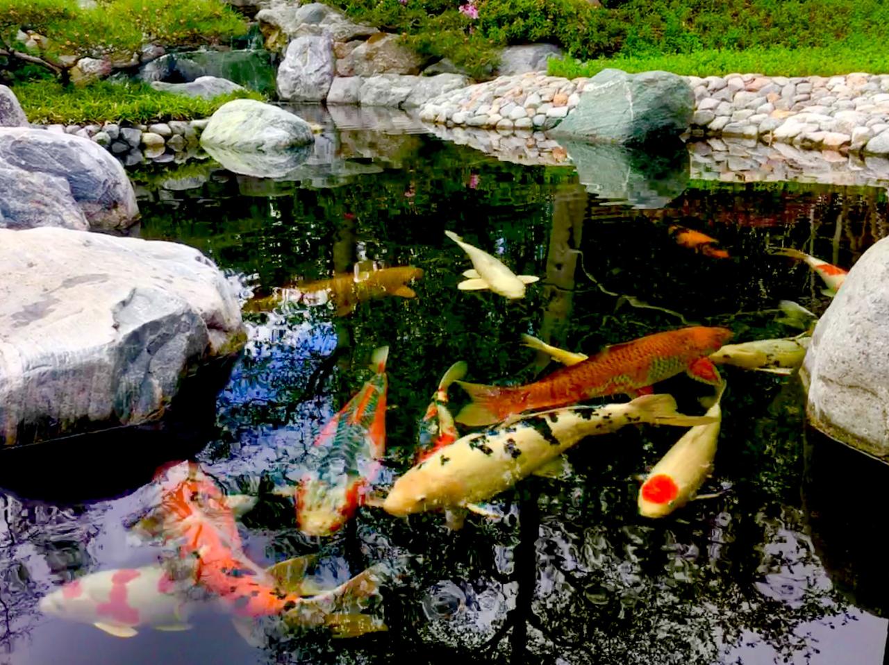 24 Stunning Koi Pond Design Ideas, 59% OFF