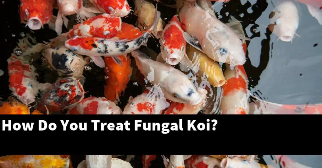 How to treat koi fish diseases