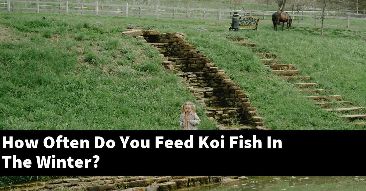 How Often Do You Feed Koi Fish In The Winter? [2024 Guide] - Gold Koi Fish