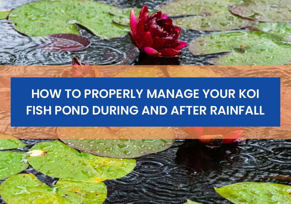 How to manage koi pond nitrogen cycle