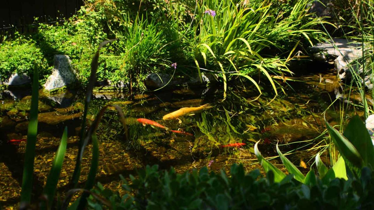 How Do You Make A Koi Pond Shade? [2025 Guide] - Gold Koi Fish