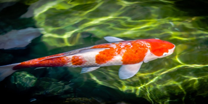 Help identify koi disease, please... : r/Koi