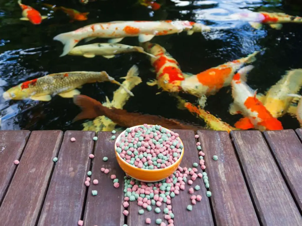 Koi Fish Food, Feeding Methods For Beginners | Asia Farming