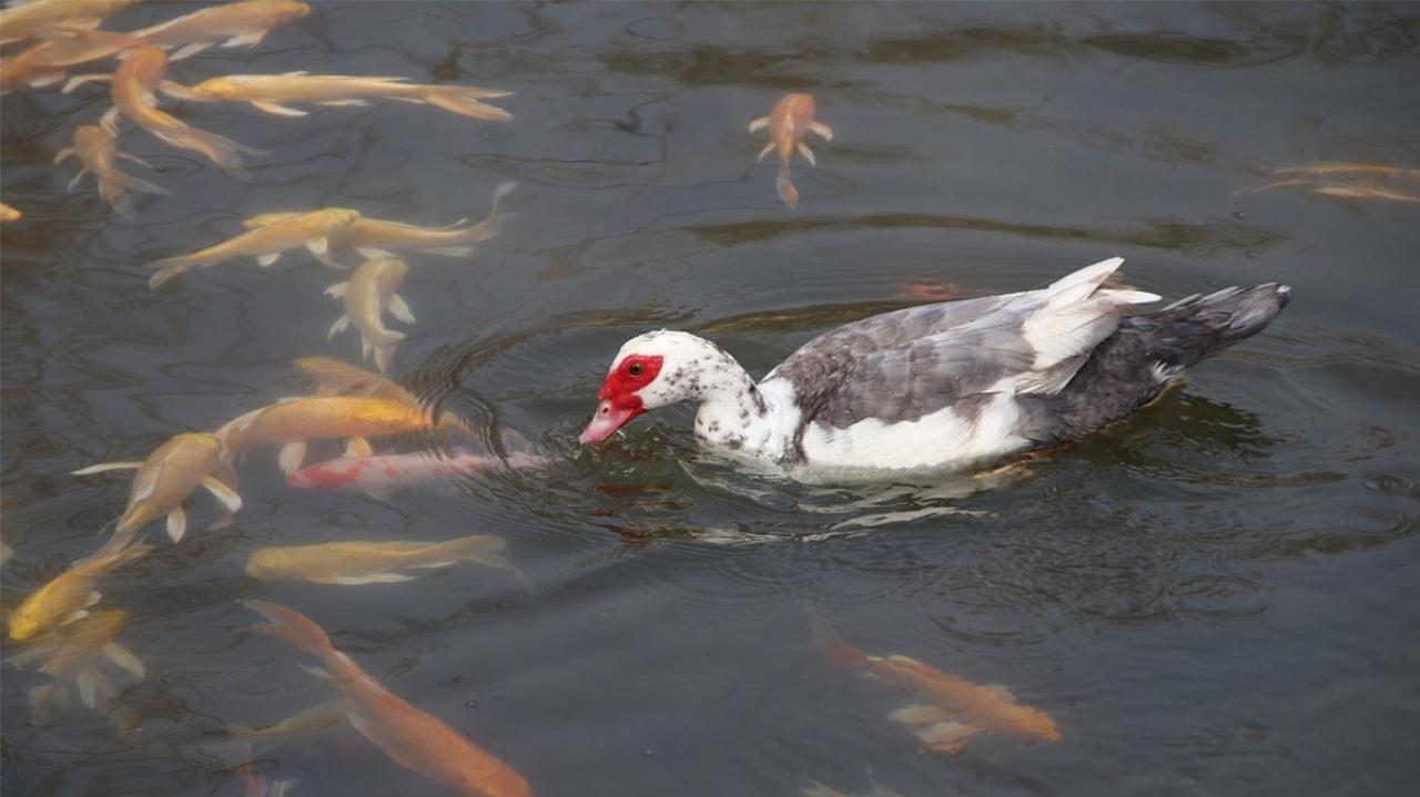 How to Build a Wood Koi Pond: Your Comprehensive Step-by-Step Guide