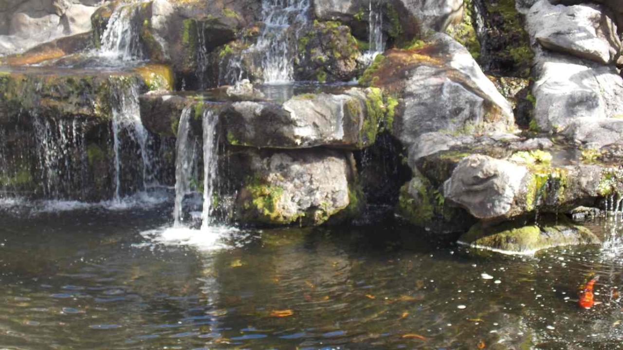 How to Filter a Koi Pond: Essential Tips for Crystal Clear Water