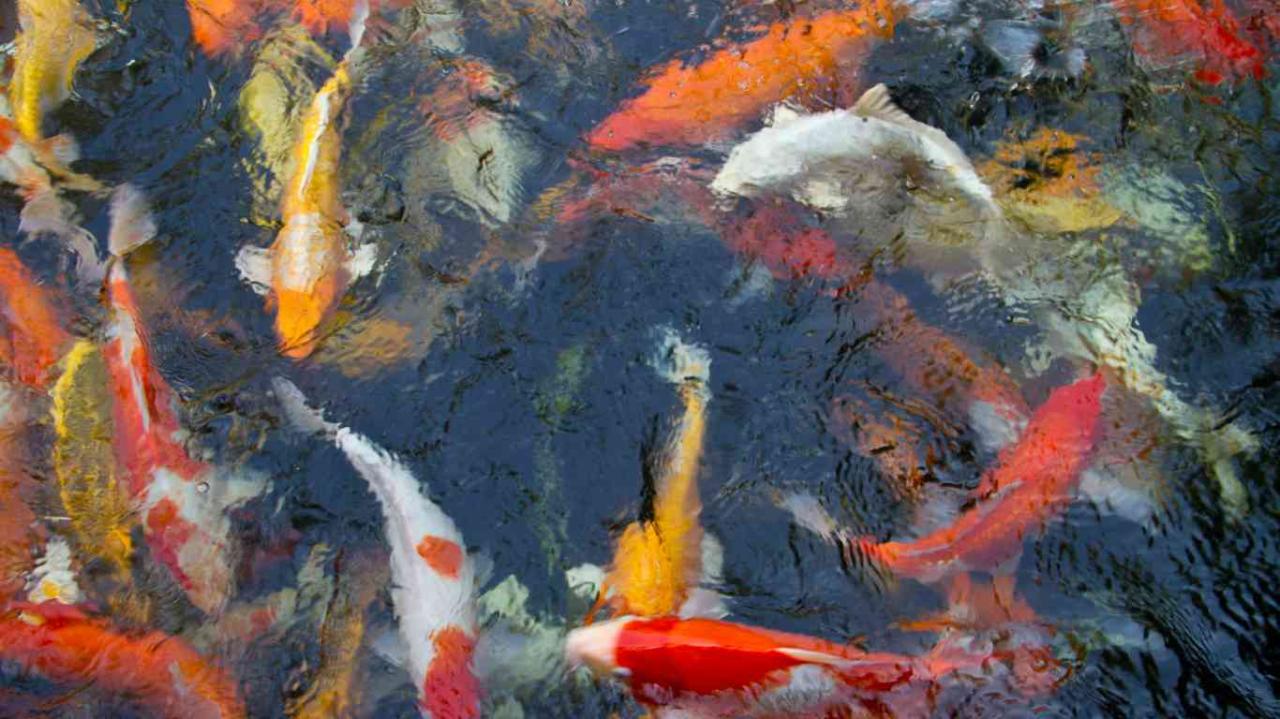 What Should the Nitrate Level be in a Koi Pond?