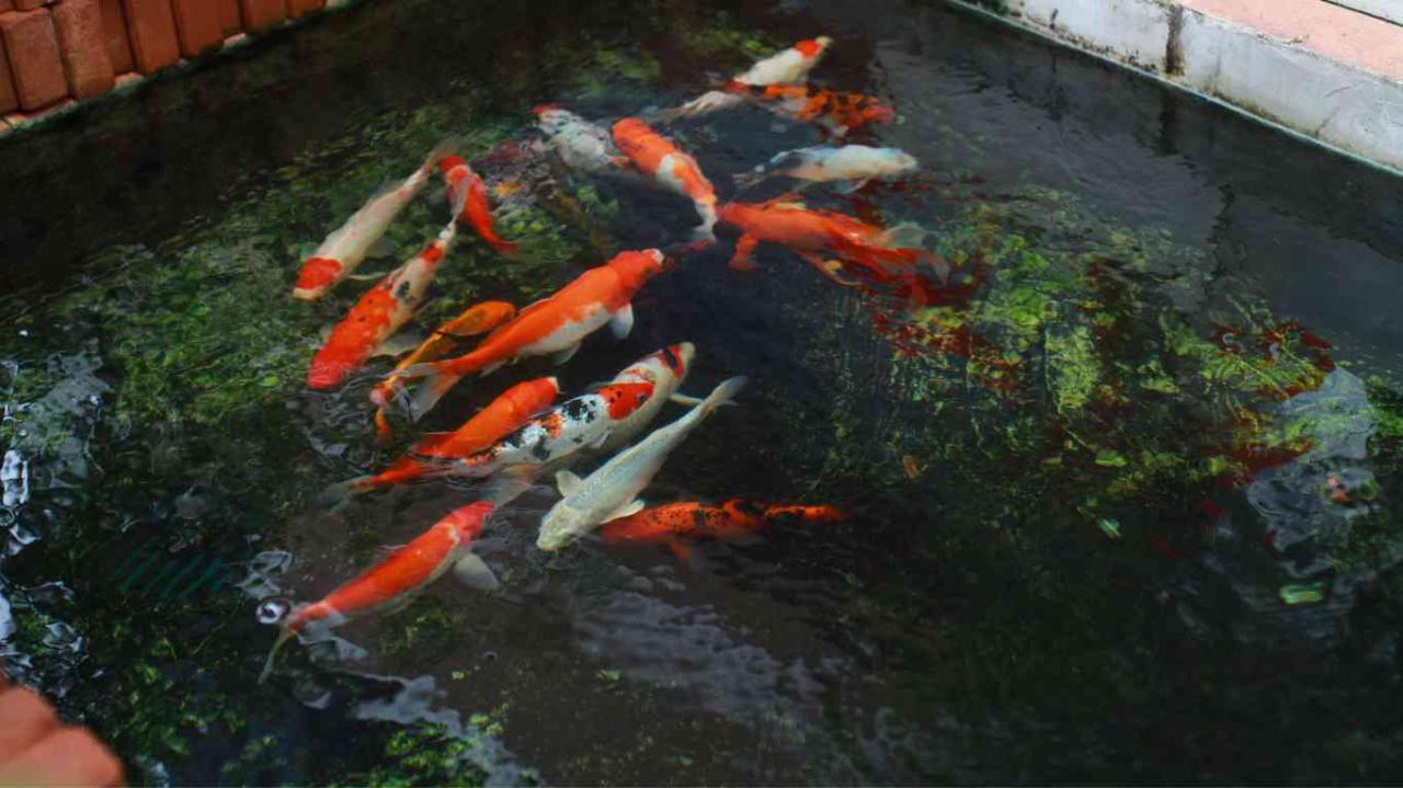 How to Build an Indoor Koi Pond: Comprehensive Step-by-Step Guide