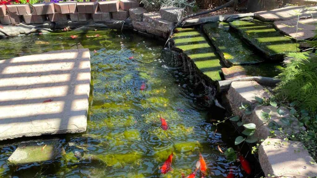 How To Add New Koi Into Your Pond | Everything Koi How To Add New Koi Into Your Pond | Everything Koi