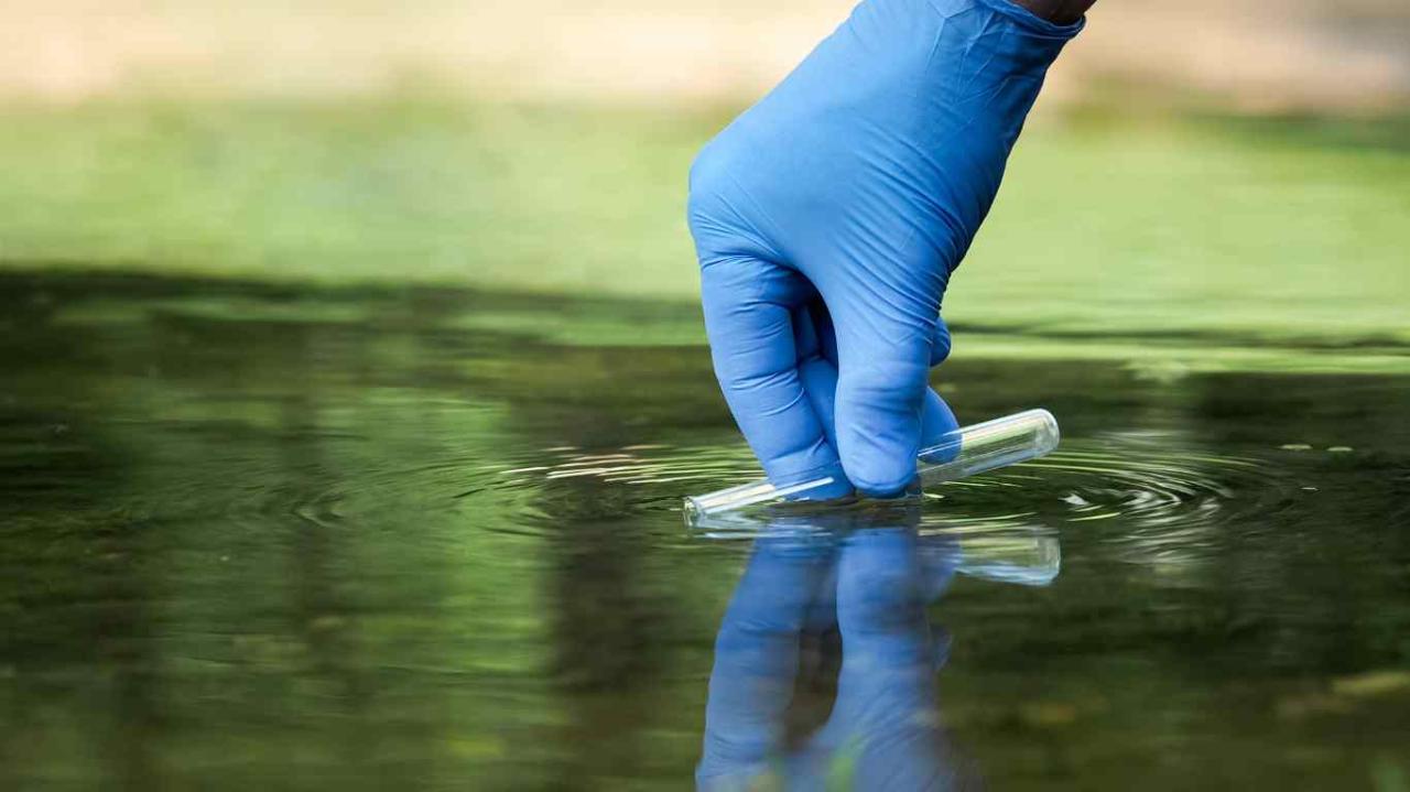 How to Lower Nitrates in Your Koi Pond: A Comprehensive Guide