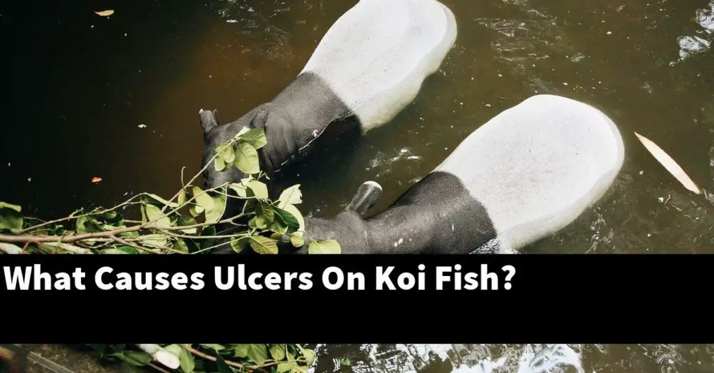 What Causes Ulcers On Koi Fish? [2024 Guide] - Gold Koi Fish