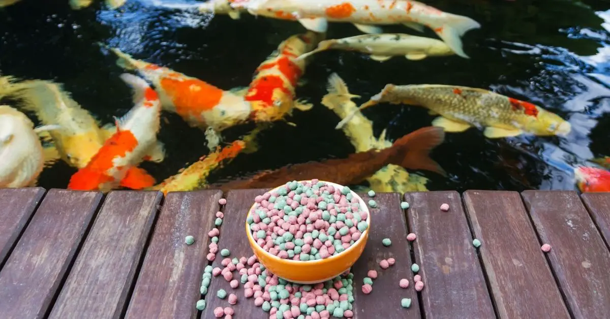 What's The Best Food For Koi Fish? - Growth, Color, And More!