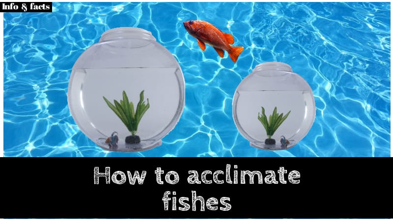 How To Acclimate New Fish To Your Tank: 6 Easiest Steps