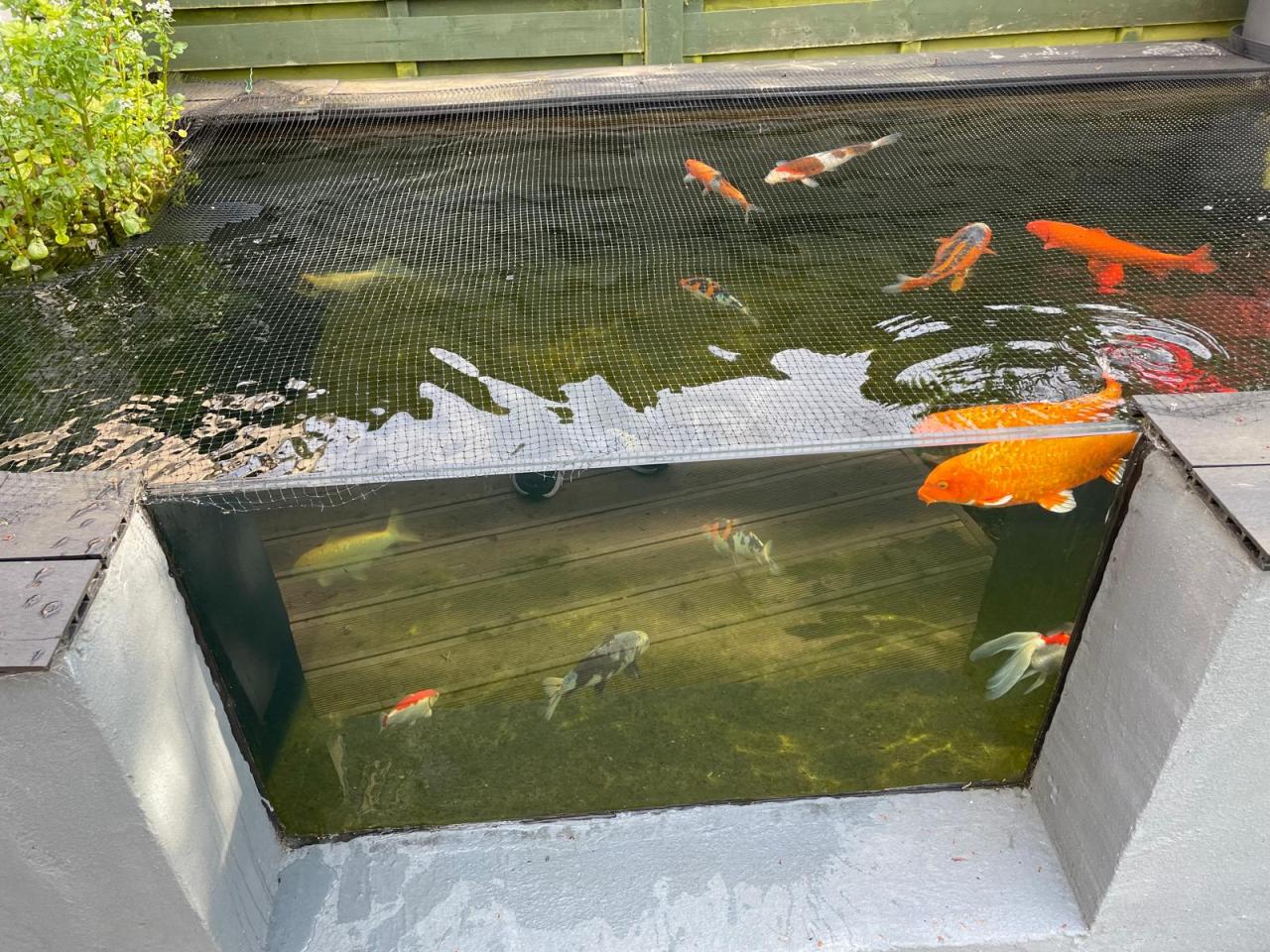 Pond Covers for Koi - Ponds Guide