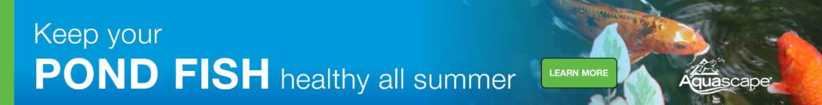 THE NITROGEN CYCLE: UNDERSTANDING THE PROCESS OF A HEALTHY POND | So ... THE NITROGEN CYCLE: UNDERSTANDING THE PROCESS OF A HEALTHY POND | So ...