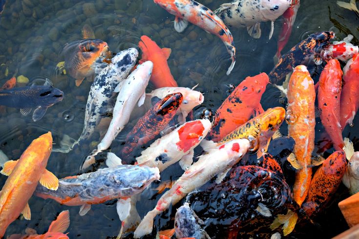 30 Koi Fish varieties, types and characteristics (part 2) - YouTube 30 Koi Fish varieties, types and characteristics (part 2) - YouTube