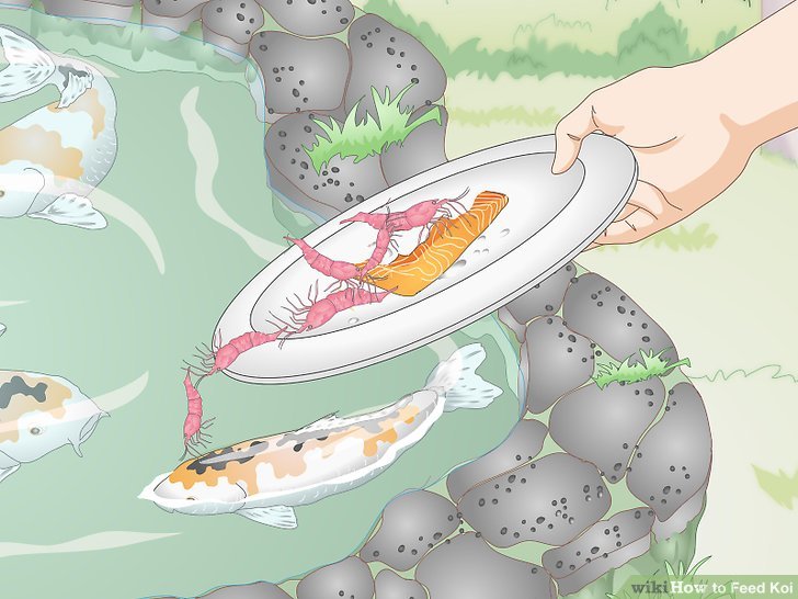 Feeding Koi — Koi Story