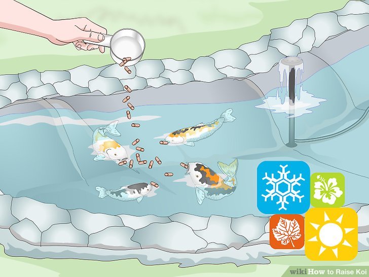 Baby koi fish! : r/UCSC Baby koi fish! : r/UCSC