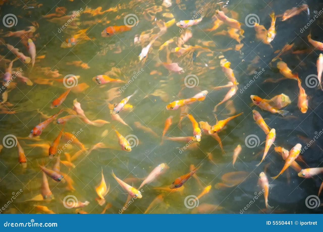 What Do Baby Koi Fish Eat? What Do Baby Koi Fish Eat?