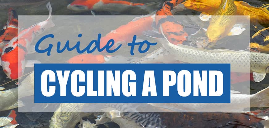 Building a Koi Pond: Your Step by Step Guide | The Goodhart Group