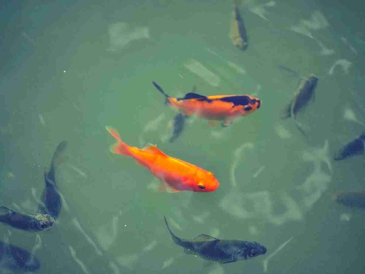 Baby Koi: Pond Parenting 101 | Koi and Pond Fish Baby Koi: Pond Parenting 101 | Koi and Pond Fish