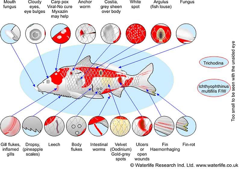 Koi Disease Diagnosis and Treatment - Hydrosphere