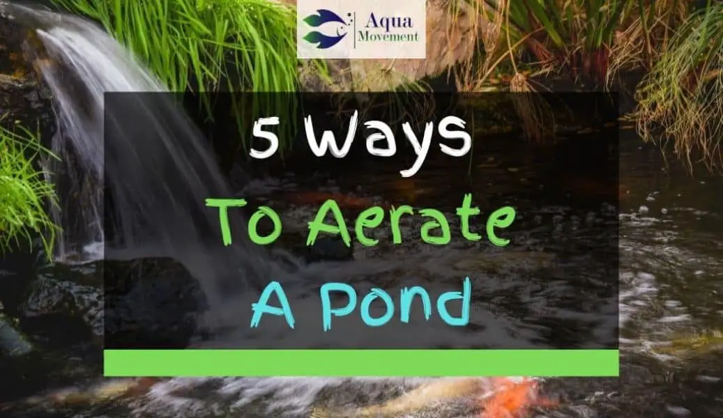 5 Ways To Aerate And Oxygenate A Pond | Aqua Movement