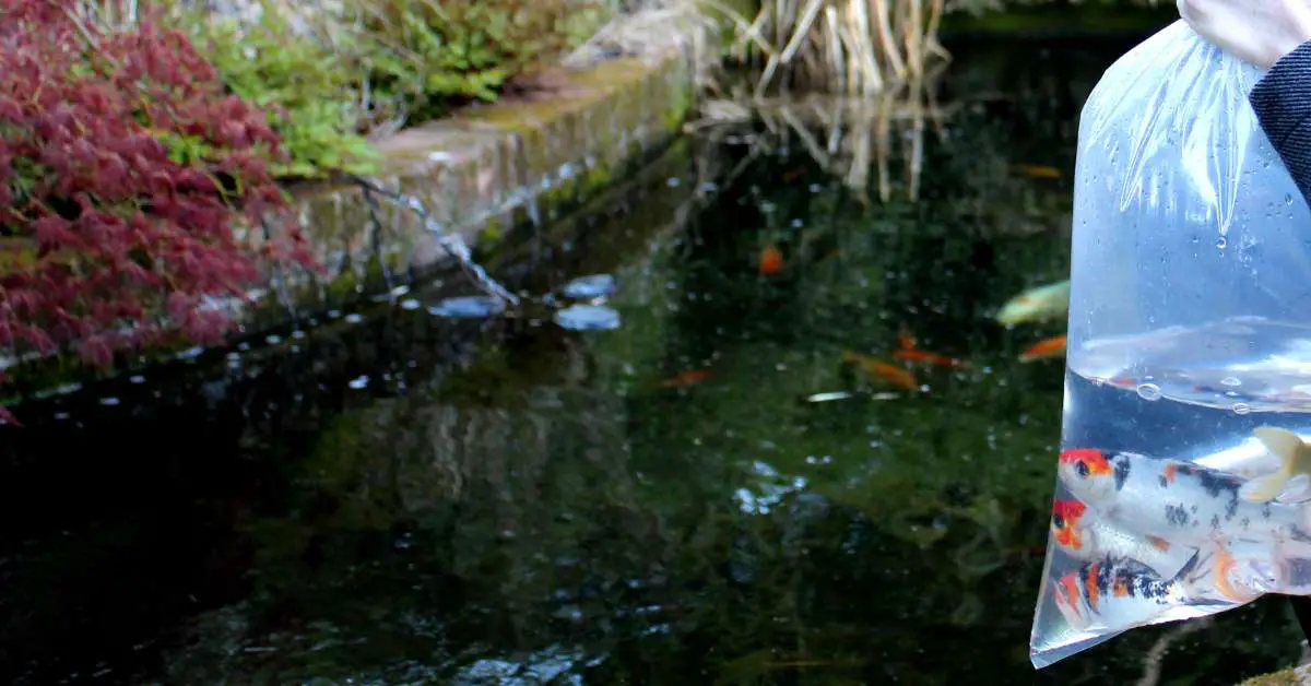 Determining the Ideal Koi Population for Your Pond: Expert Guidance and ...