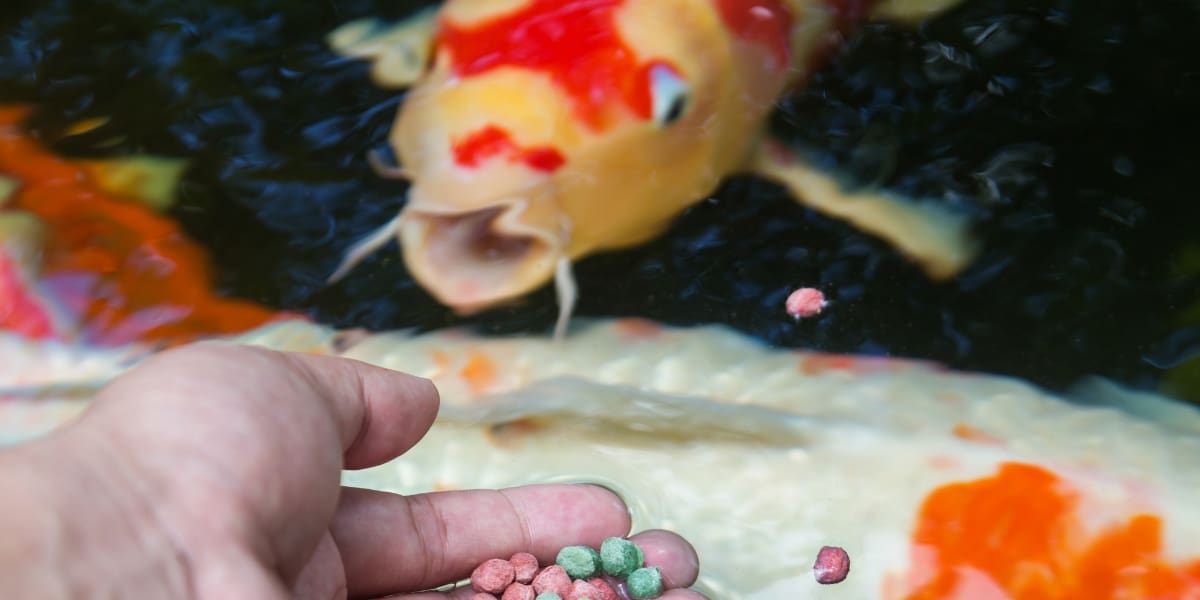 How Many Times A Day Should I Feed My Koi Fish? - Pond Heaven