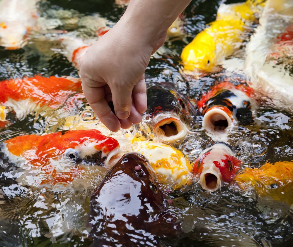 What to Feed Koi Fish? Ultimate Guide Koi Fish Feeding | Fish feed, Koi ...