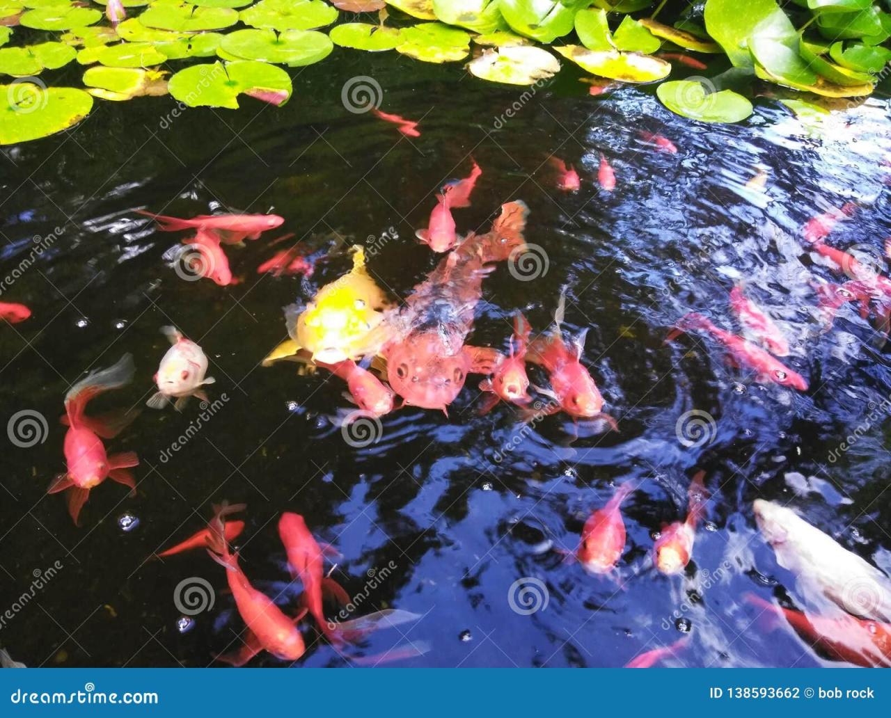 What to Feed Koi to Make Them Grow Fast - About Backyard