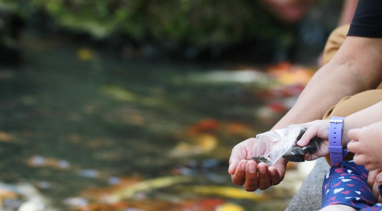A Guide to Hand Feeding Your Koi | Next Day Koi