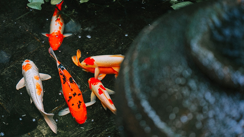 The Ultimate Koi Pond : 15 Steps (with Pictures) - Instructables