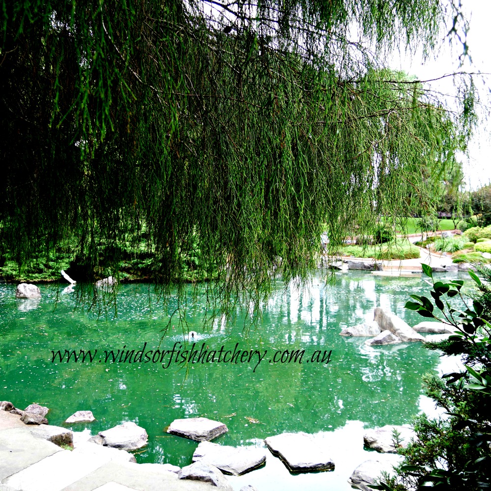 How to treat koi fish diseases