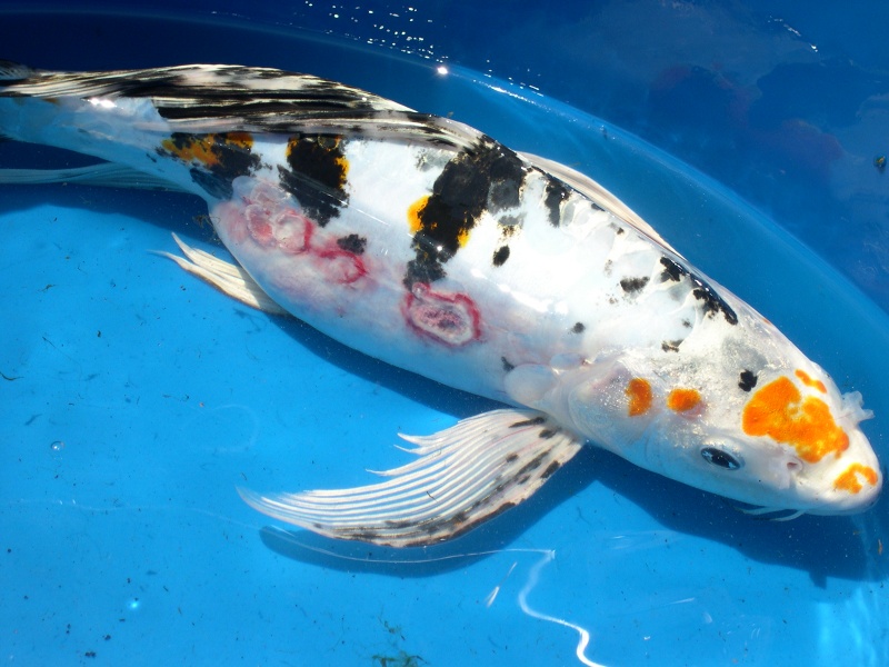 Common Koi Fish Diseases and their Treatments - Koi Kompanion - Koi ...