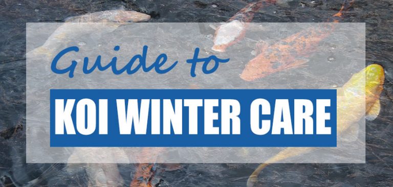Koi Pond Winter Care Guide (Safe Winterization Tips) - Pond Informer Koi Pond Winter Care Guide (Safe Winterization Tips) - Pond Informer