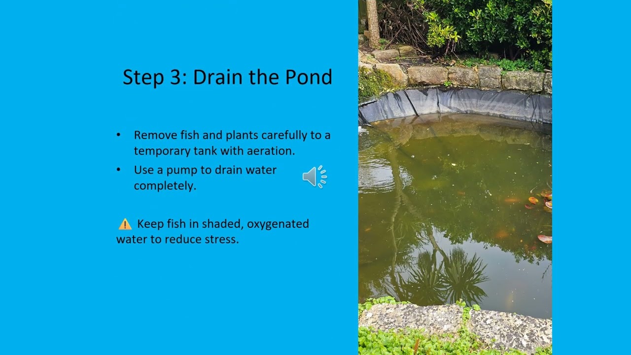 11 Steps To Fully Cleaning Your Koi Pond | AquaLife Ponds