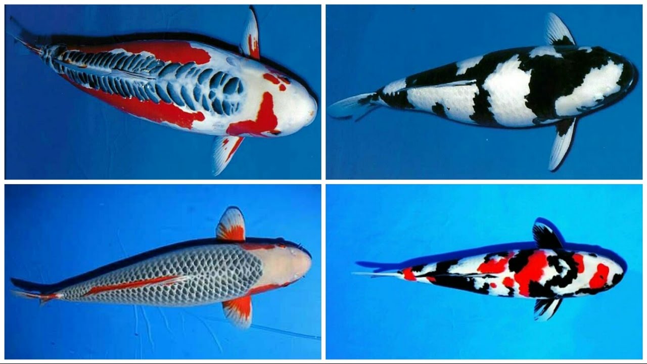Image result for koi varieties | Koi fish, Koi, Koi fish colors Image result for koi varieties | Koi fish, Koi, Koi fish colors
