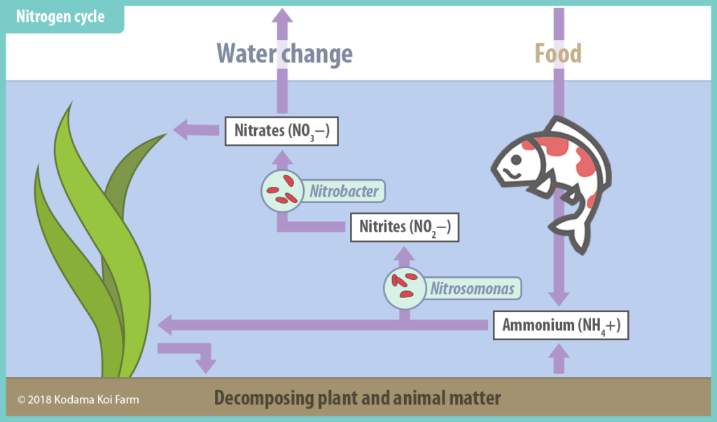 Tips for Improving the Nitrogen Cycle in your Koi Pond