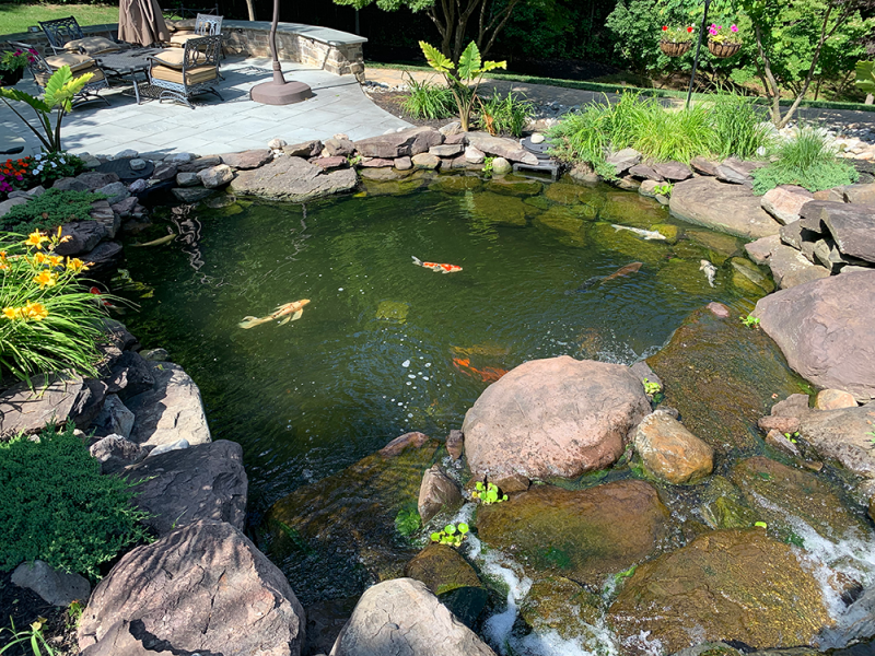 What You Should Know About the Nitrogen Cycle for a Koi Pond What You Should Know About the Nitrogen Cycle for a Koi Pond