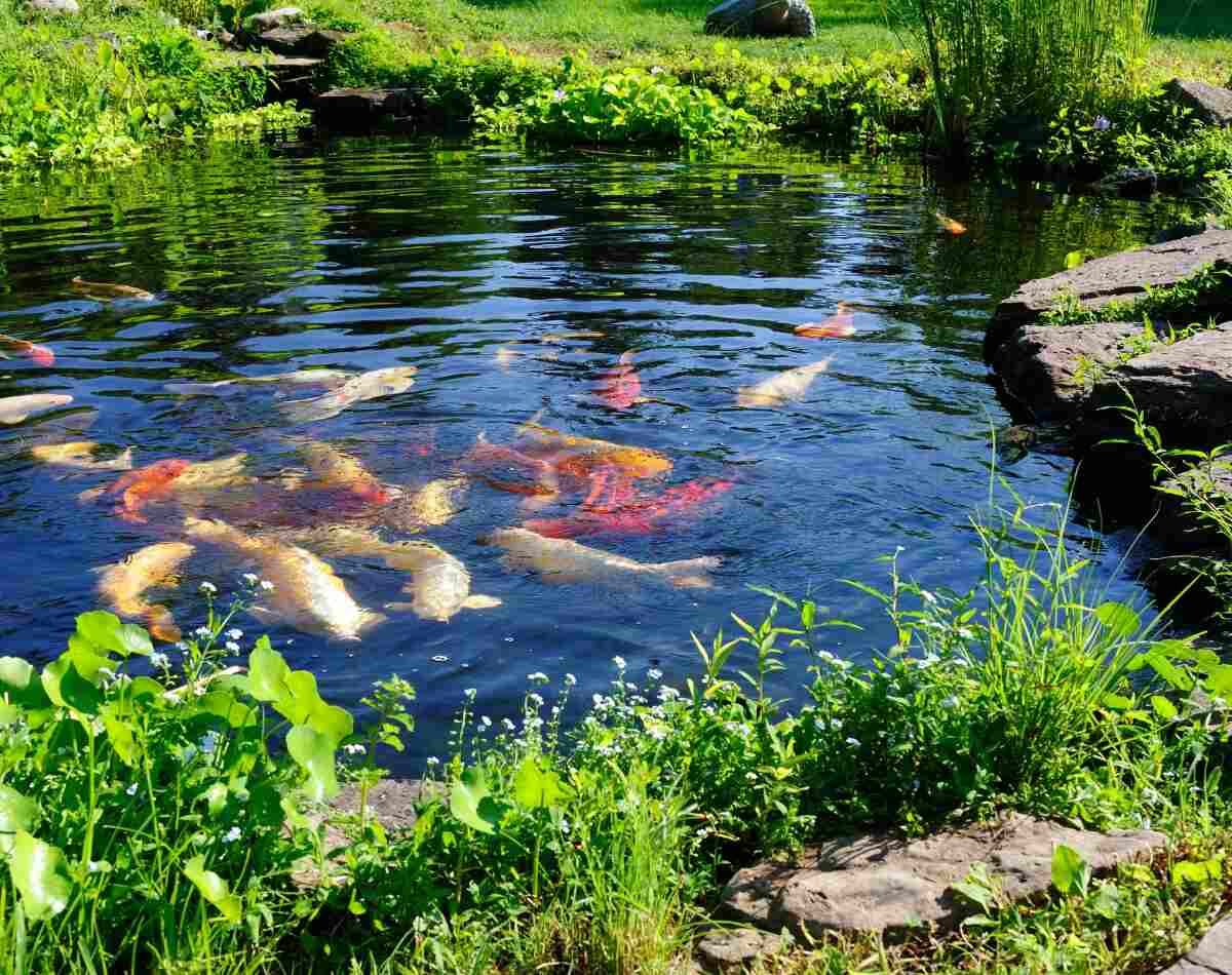 How To Get Crystal Clear Koi Pond Water: Keeping Your Pond Aesthetic ...