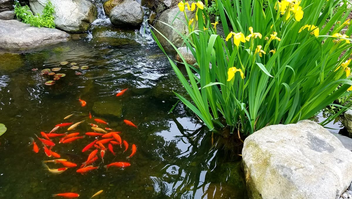 How To Build A Koi Pond In 10 Simple Steps